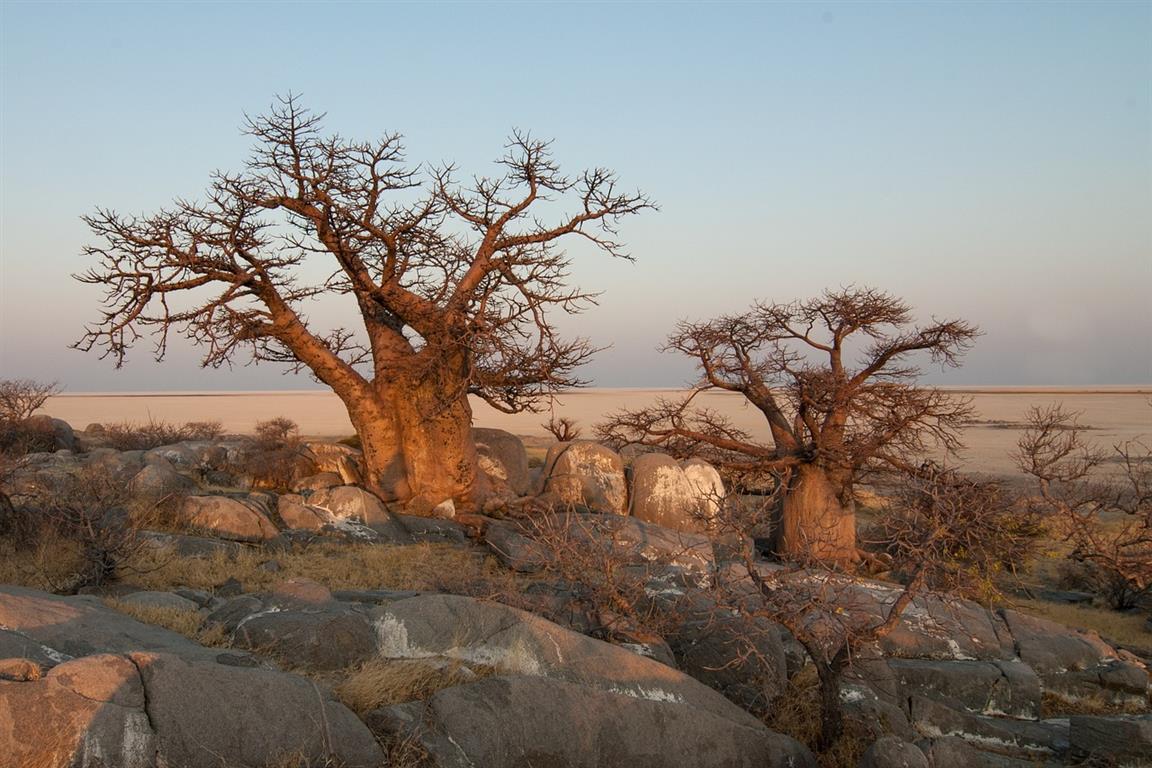 Botswana, Baobab - Image by Herbert Bieser from Pixabay